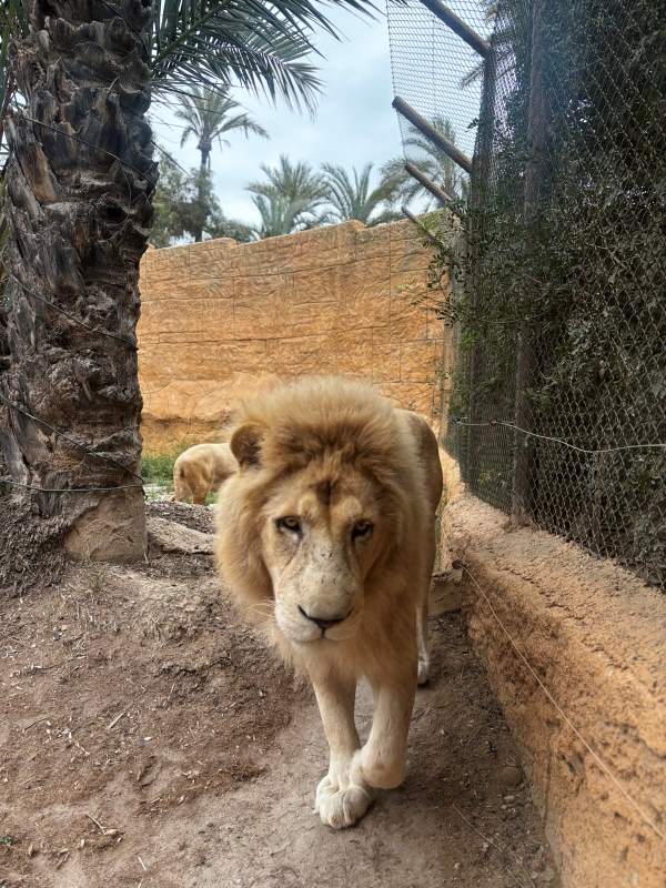 Río Safari Elche lev